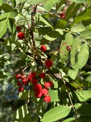 Sorbus scopulina