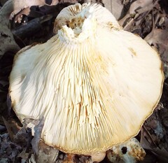 Lactifluus deceptivus