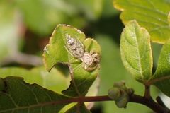 Hentzia
