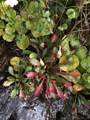 Micranthes petiolaris