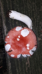 Russula rosacea