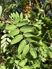 Sorbus scopulina