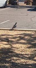 Columba livia domestica