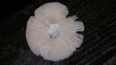 Russula rosacea