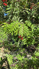 Sorbus scopulina