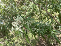 Olearia lirata