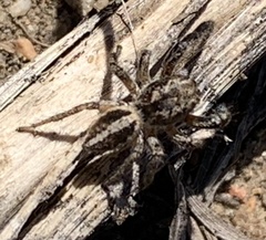 Pellenes