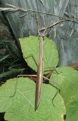 Tenodera angustipennis