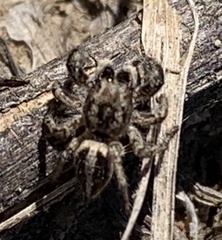Pellenes
