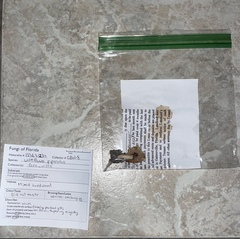 Lactifluus subvellereus