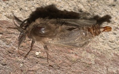 Thyridopteryx ephemeraeformis