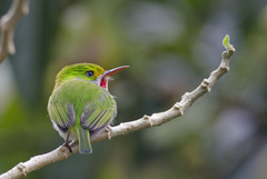 Todus multicolor