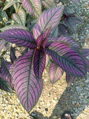 Strobilanthes auriculata dyeriana