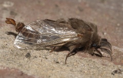 Thyridopteryx ephemeraeformis