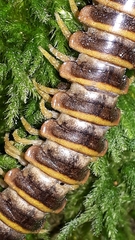 Arthrophaga myriapodina