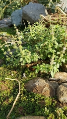 Ocimum forskoelei