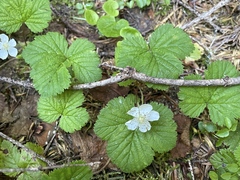 Rubus lasiococcus