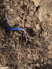 Plestiodon skiltonianus