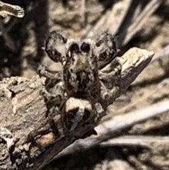 Pellenes