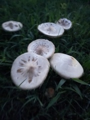 Chlorophyllum molybdites image
