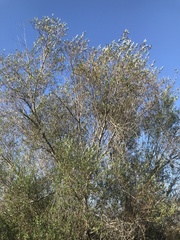 Salix laevigata