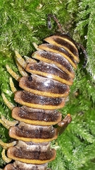 Arthrophaga myriapodina