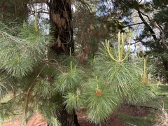 Pinus radiata