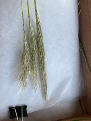 Bothriochloa barbinodis