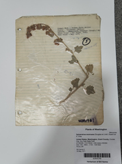 Sphaeralcea munroana