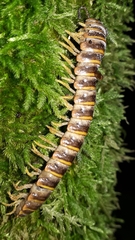 Arthrophaga myriapodina