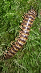 Arthrophaga myriapodina