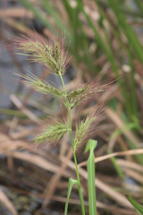 Echinochloa walteri