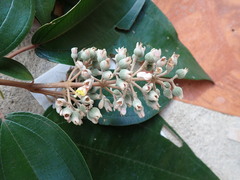 Miconia dodecandra