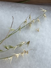 Bouteloua rigidiseta
