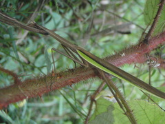 Tenodera angustipennis