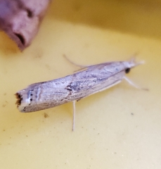 Parapediasia teterrellus