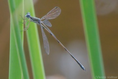 Lestes spumarius