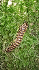 Arthrophaga myriapodina