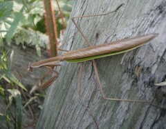 Tenodera angustipennis