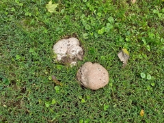 Calvatia cyathiformis