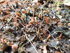 Peltigera canina