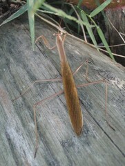 Tenodera angustipennis
