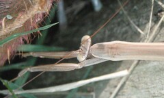 Tenodera angustipennis
