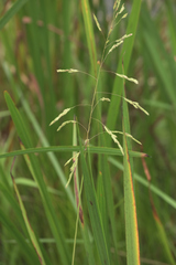 Leersia