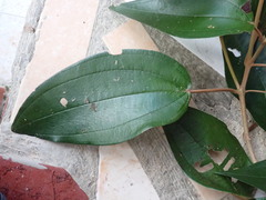 Miconia dodecandra