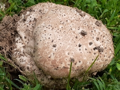 Calvatia cyathiformis