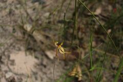 Caladenia plicata