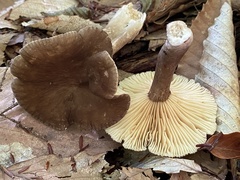 Lactifluus gerardii