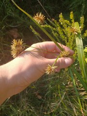 Cyperus lancastriensis