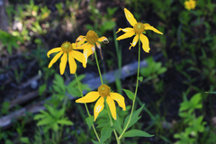 Rudbeckiinae